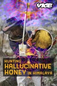 Hunting Hallucinative Honey in Himalaya