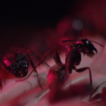 Swarm