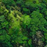 Our Planet – Forests S01E08 (2019)