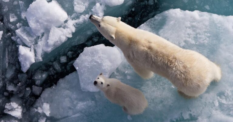 Our Planet - One Planet S01E01 (2019)