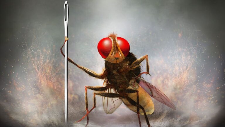 Eega (2012)