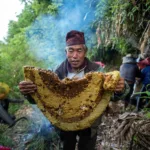 himalayan honey